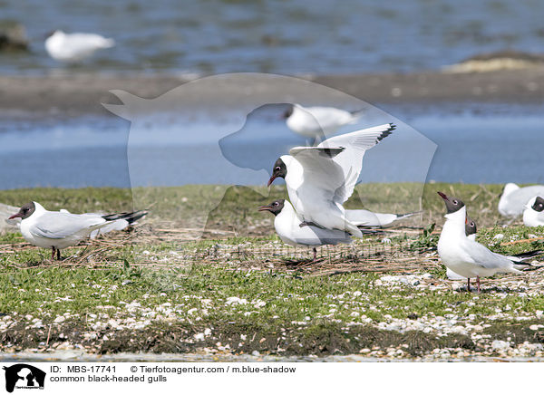 common black-headed gulls / MBS-17741