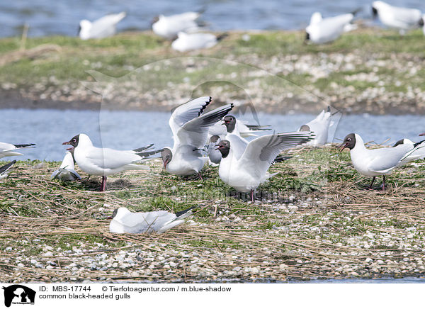 common black-headed gulls / MBS-17744
