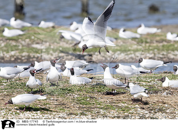 common black-headed gulls / MBS-17745