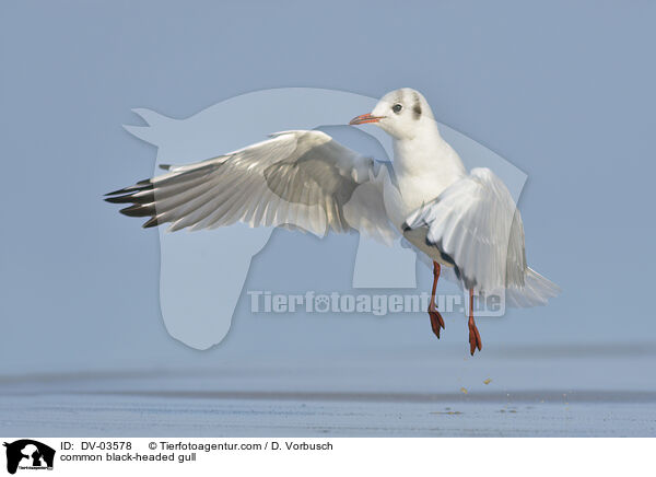 common black-headed gull / DV-03578