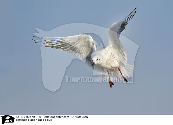 common black-headed gull / DV-03579