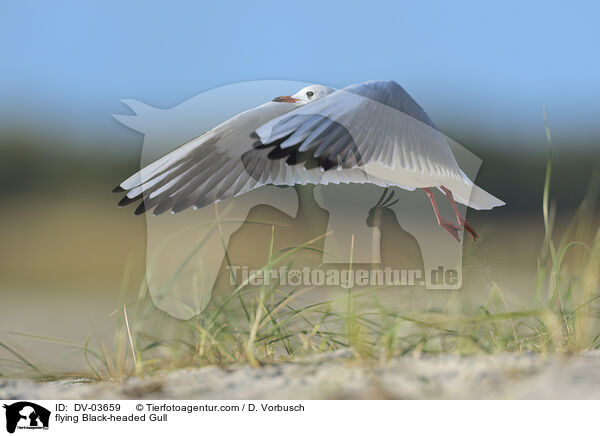 flying Black-headed Gull / DV-03659