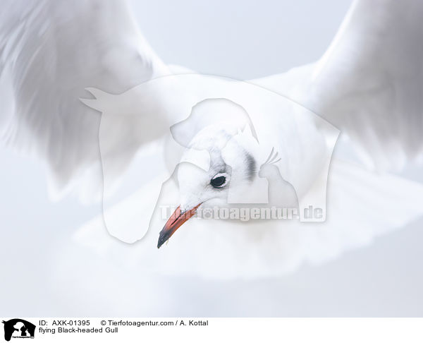 flying Black-headed Gull / AXK-01395