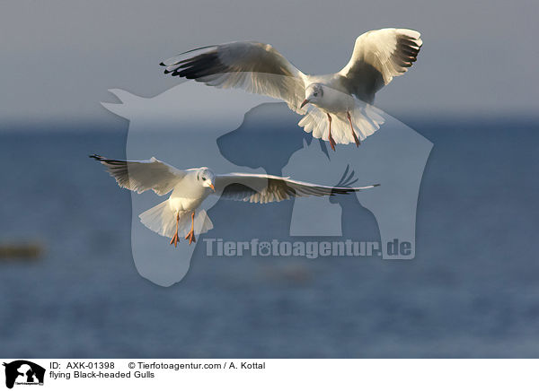 flying Black-headed Gulls / AXK-01398
