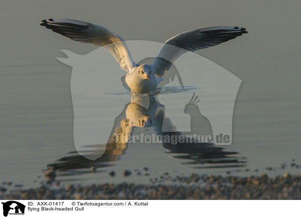 flying Black-headed Gull / AXK-01417
