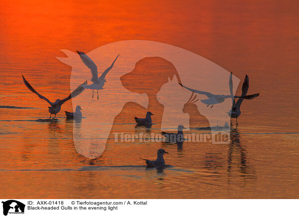 Black-headed Gulls in the evening light / AXK-01418