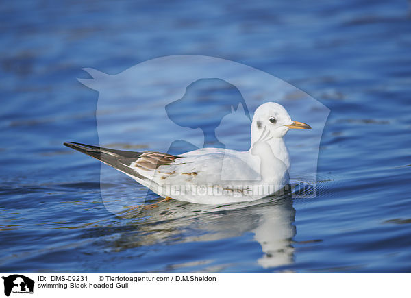 swimming Black-headed Gull / DMS-09231