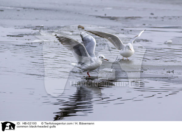 Lachmwen / common black-headed gulls / HB-02100