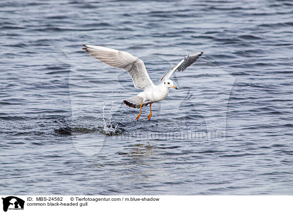 common black-headed gull / MBS-24582