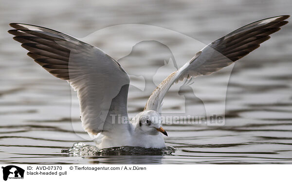 black-headed gull / AVD-07370