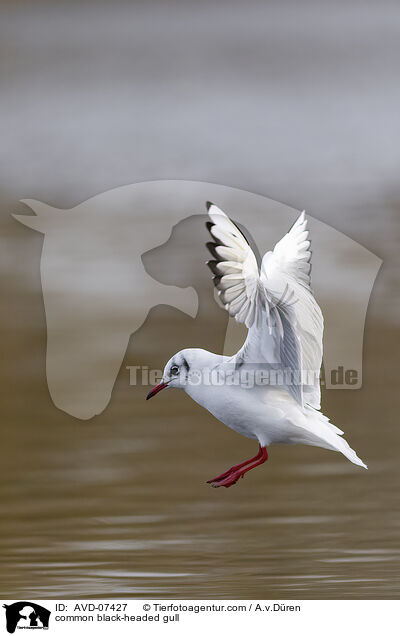 common black-headed gull / AVD-07427