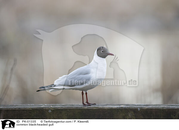 common black-headed gull / PK-01335