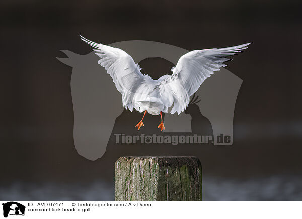 common black-headed gull / AVD-07471