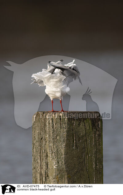 common black-headed gull / AVD-07475