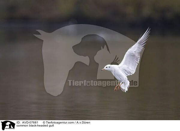 common black-headed gull / AVD-07681