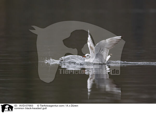 common black-headed gull / AVD-07683