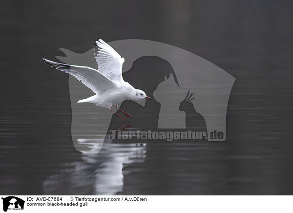 common black-headed gull / AVD-07684