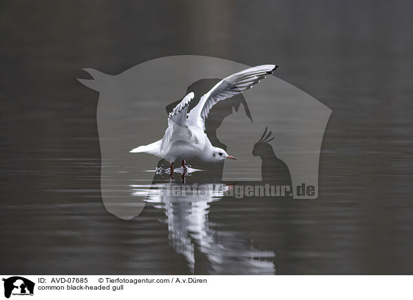 common black-headed gull / AVD-07685