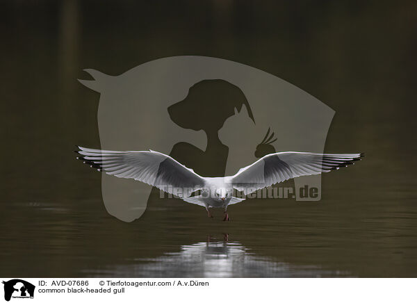 common black-headed gull / AVD-07686