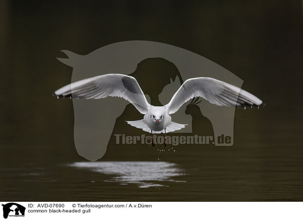 common black-headed gull / AVD-07690