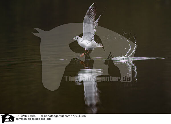 common black-headed gull / AVD-07692