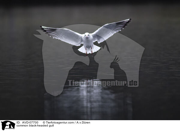 common black-headed gull / AVD-07700