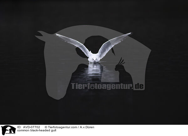 common black-headed gull / AVD-07702
