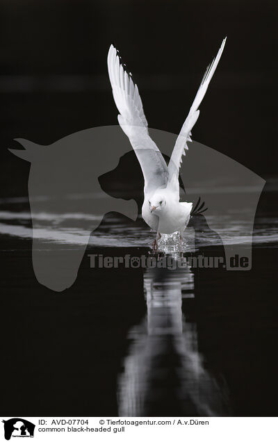 common black-headed gull / AVD-07704