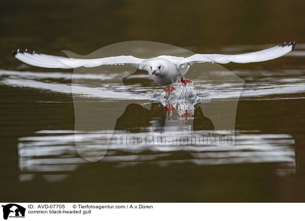 common black-headed gull / AVD-07705