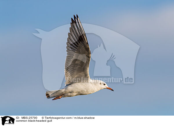 common black-headed gull / MBS-25790