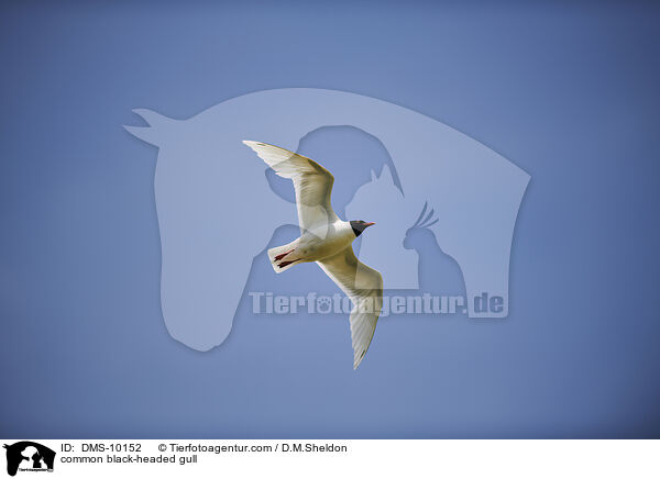 common black-headed gull / DMS-10152