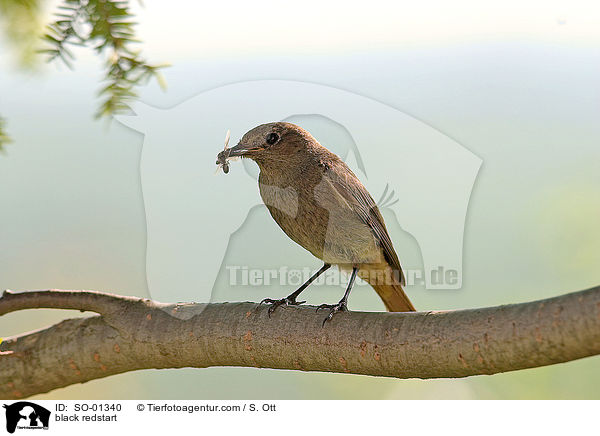 black redstart / SO-01340