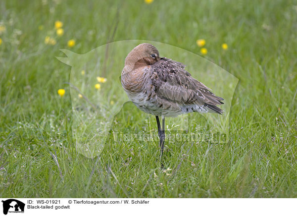 Black-tailed godwit / WS-01921