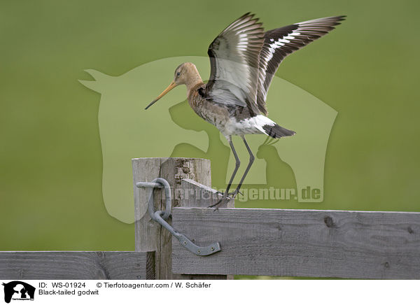 Black-tailed godwit / WS-01924