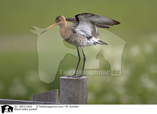 Black-tailed godwit / WS-01925