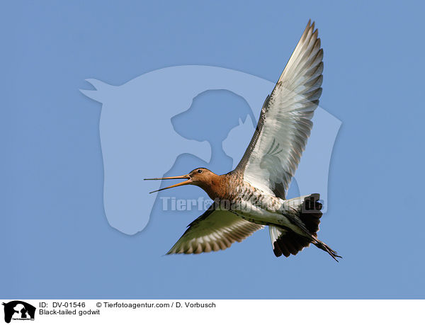 Black-tailed godwit / DV-01546