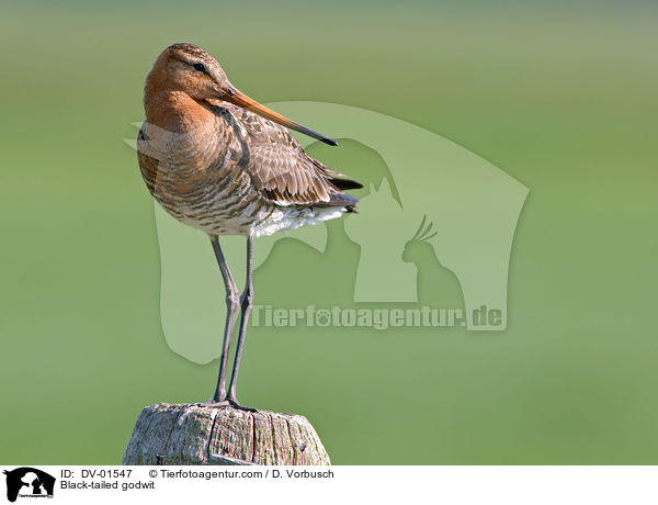 Black-tailed godwit / DV-01547
