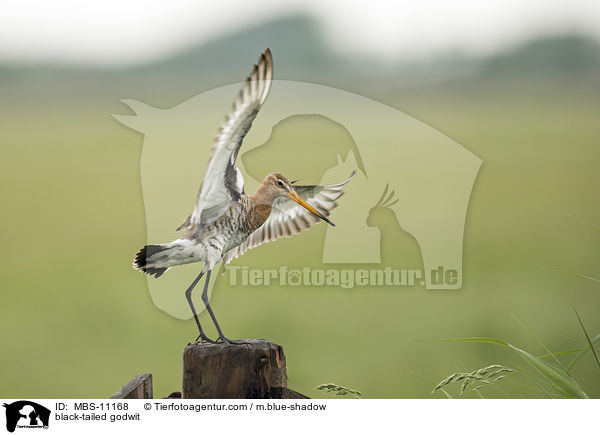 black-tailed godwit / MBS-11168
