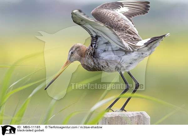 black-tailed godwit / MBS-11185