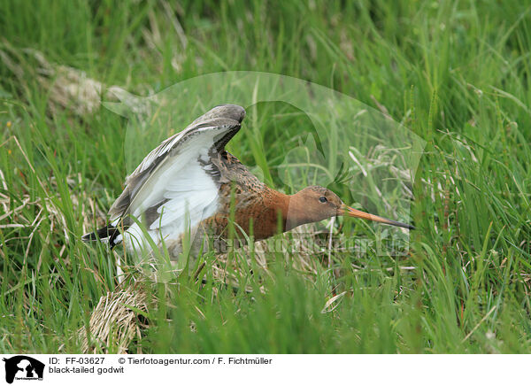 black-tailed godwit / FF-03627