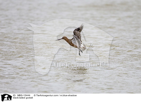 black-tailed godwit / MBS-15444