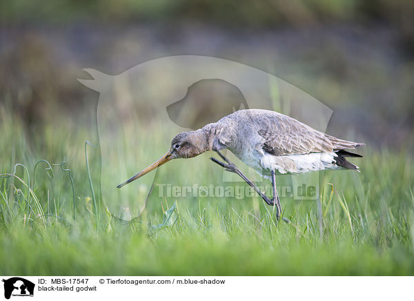 black-tailed godwit / MBS-17547