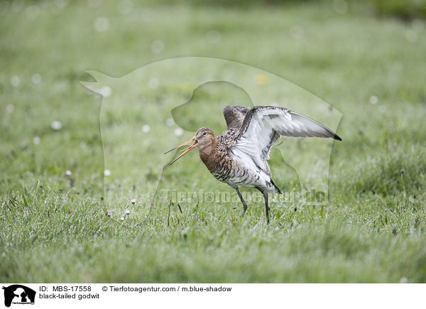 black-tailed godwit / MBS-17558