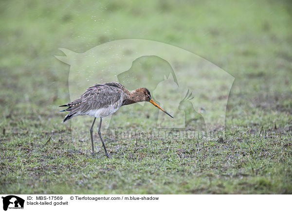 black-tailed godwit / MBS-17569