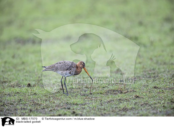 black-tailed godwit / MBS-17570