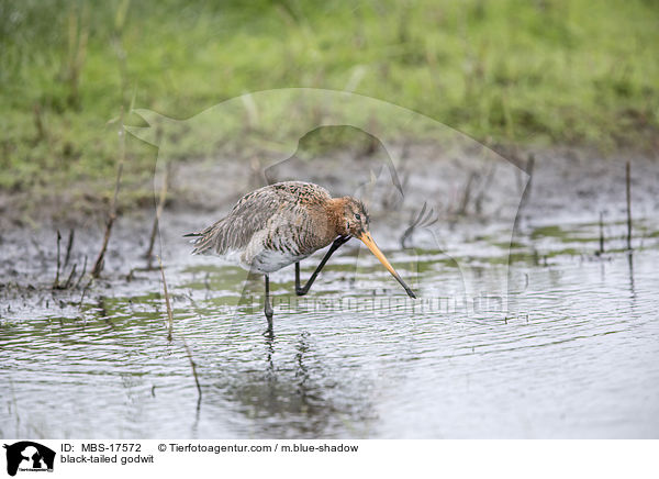 black-tailed godwit / MBS-17572