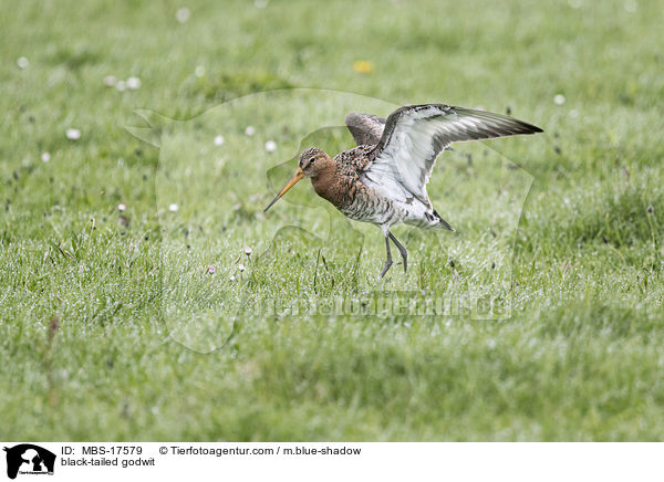 black-tailed godwit / MBS-17579