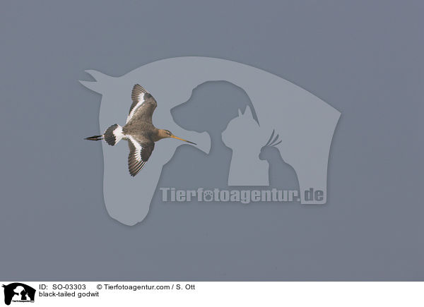 black-tailed godwit / SO-03303