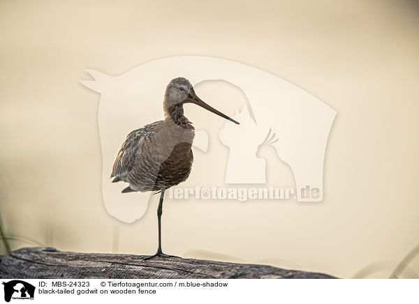 black-tailed godwit on wooden fence / MBS-24323