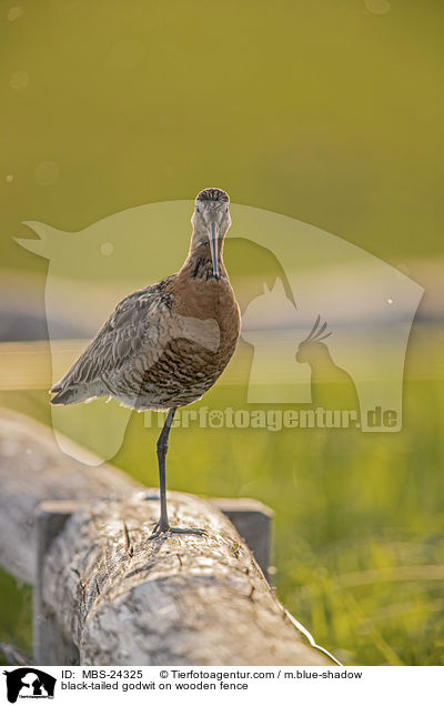 black-tailed godwit on wooden fence / MBS-24325